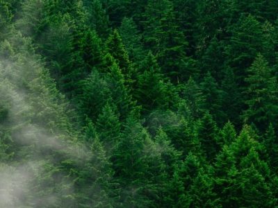 6 cách loại bỏ carbon dioxide khỏi khí quyển