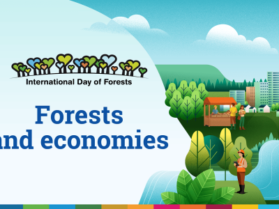 Ngày Quốc tế về Rừng 2026: FAO tôn vinh vai trò kinh tế của rừng, ILO chú trọng an toàn và sức khỏe nghề lâm nghiệp